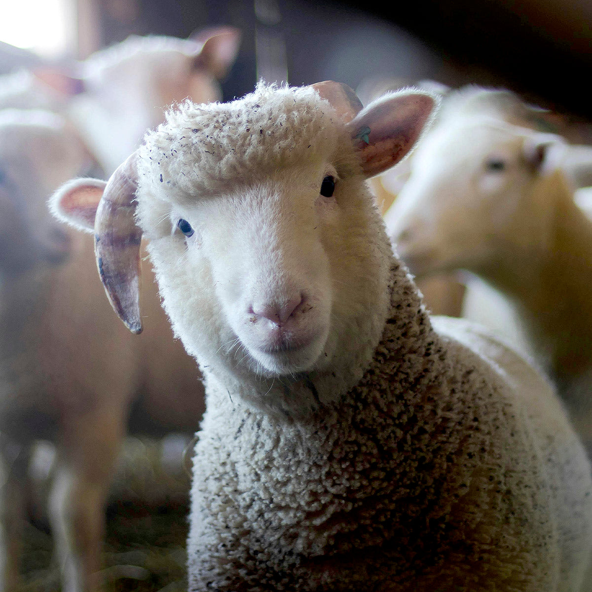 Curious sheep tilting its head