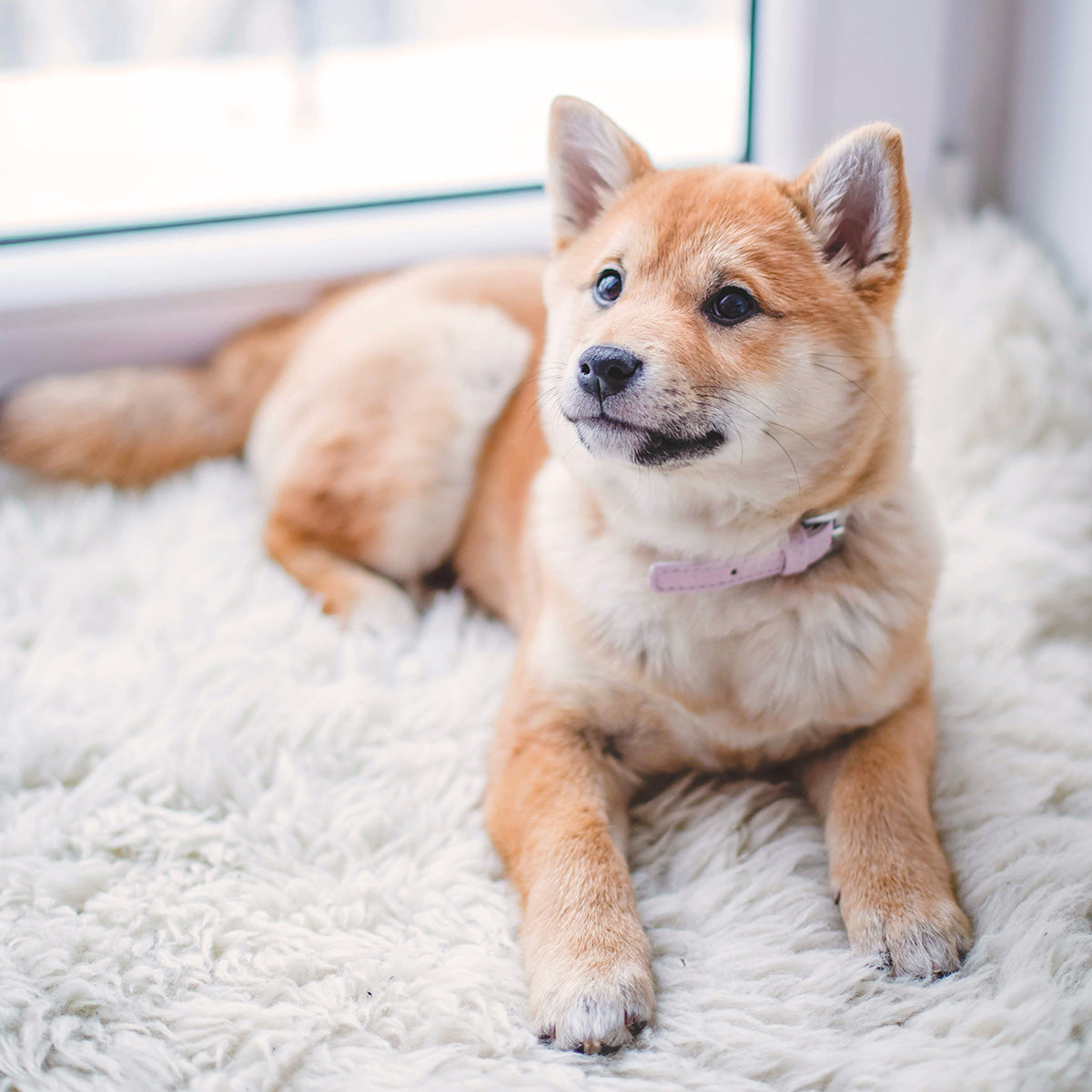 a dog laying in a sheepskin rug