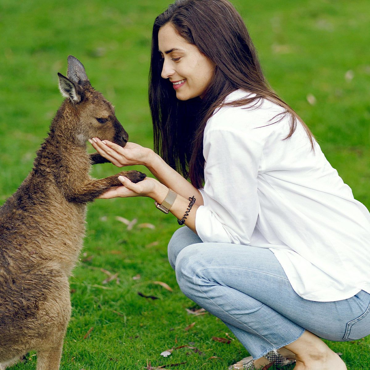 Kangaroo at Taronga Zoo NSW