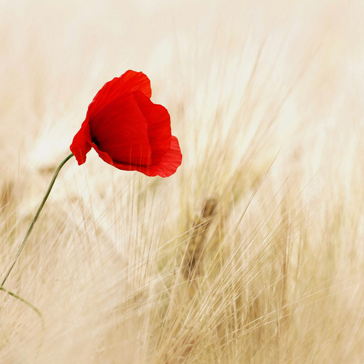 All About ANZAC Day: Meaning and Traditions