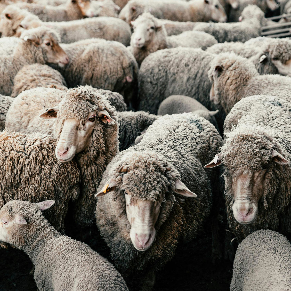 Flock of Sheep Australian Farm in WA